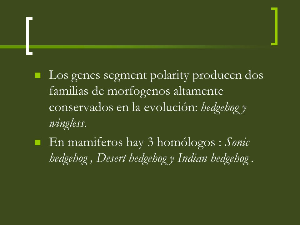 Los genes segment polarity producen dos familias de morfogenos altamente conservados en la evolución: hedgehog y wingless.