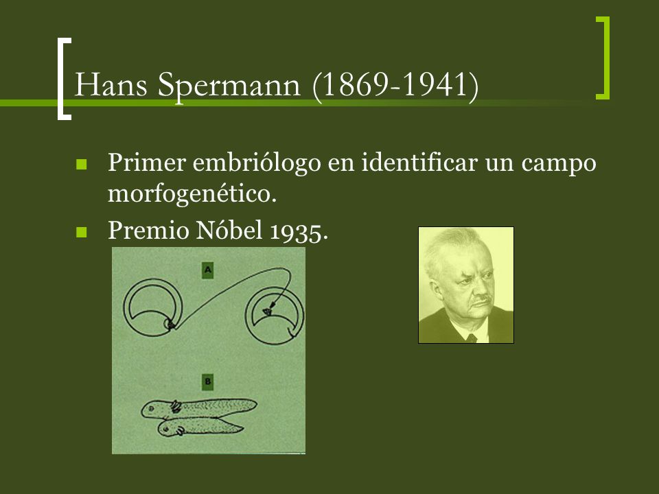 Hans Spermann ( ) Primer embriólogo en identificar un campo morfogenético.