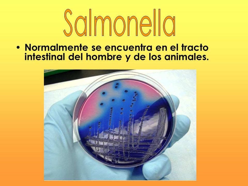 Salmonella Normalmente se encuentra en el tracto intestinal del hombre y de los animales.
