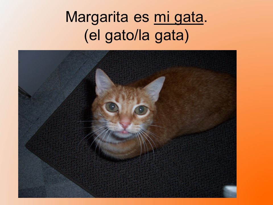 Margarita es mi gata. (el gato/la gata)