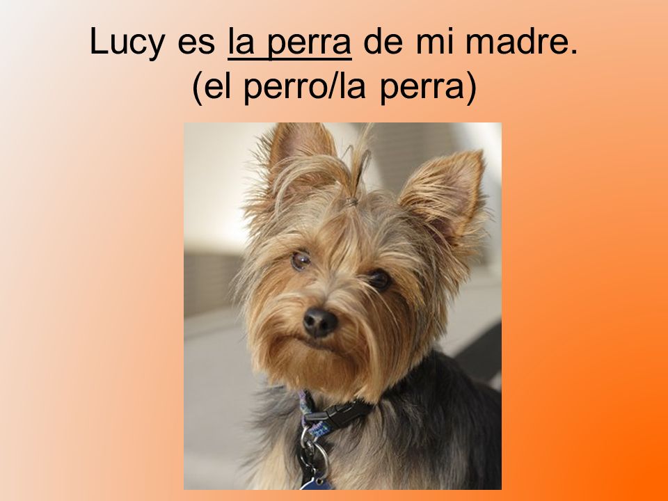 Lucy es la perra de mi madre. (el perro/la perra)