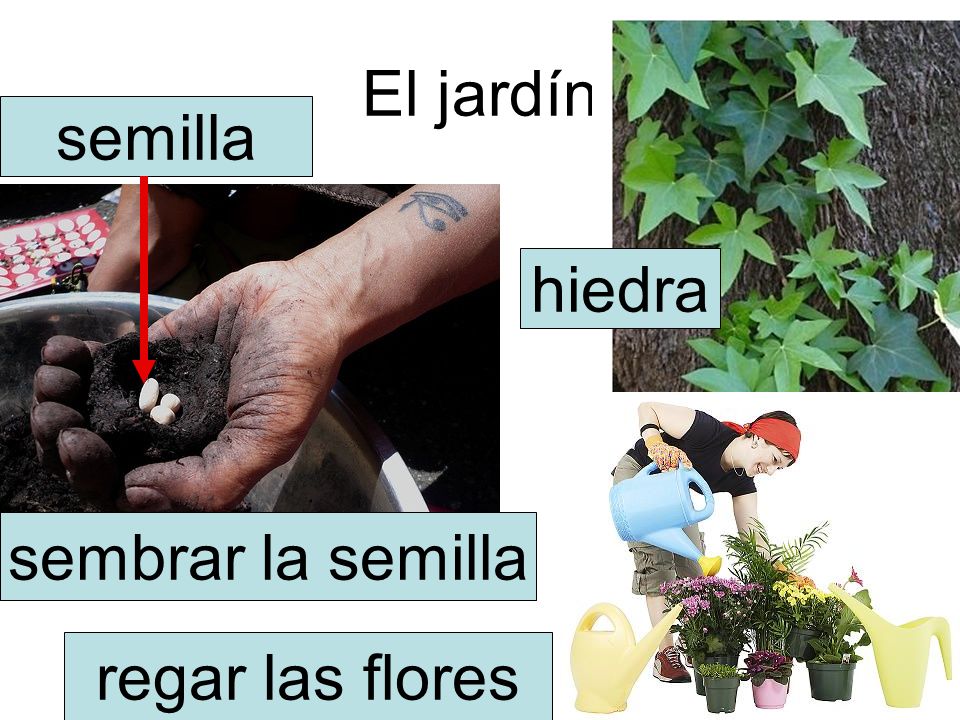 El jardín semilla hiedra sembrar la semilla regar las flores