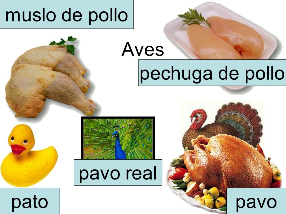 muslo de pollo Aves pechuga de pollo pavo real pato pavo
