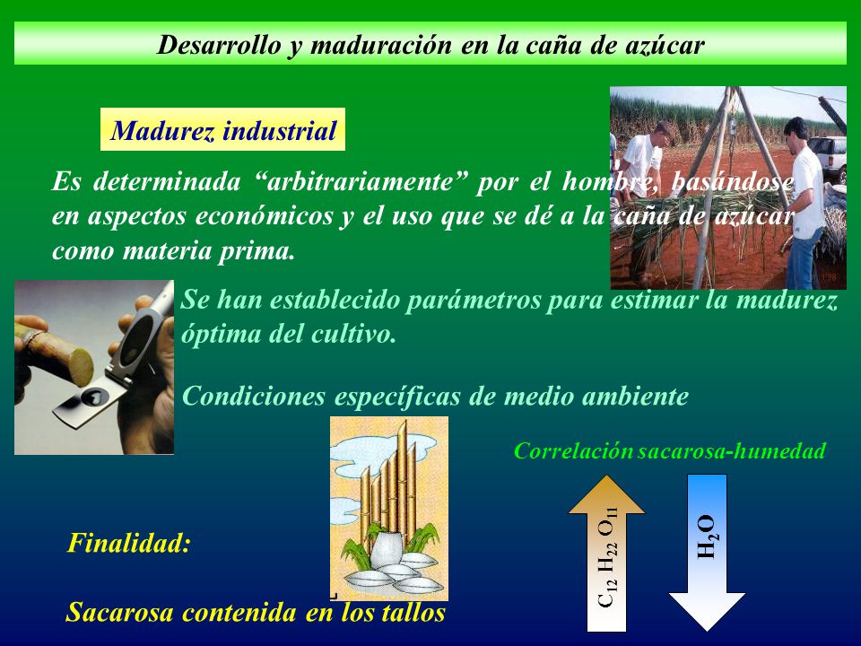 Desarrollo y maduración en la caña de azúcar