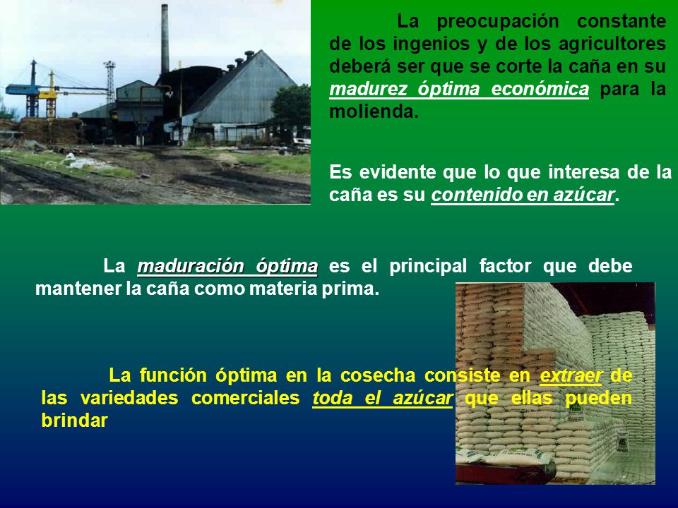 La preocupación constante de los ingenios y de los agricultores deberá ser que se corte la caña en su madurez óptima económica para la molienda.