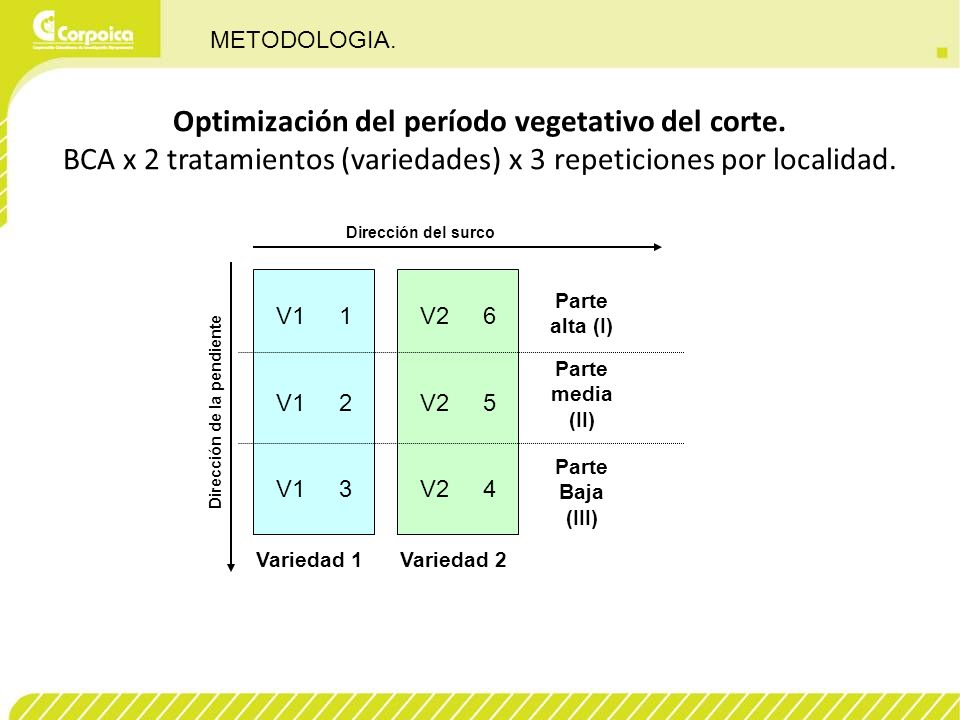 METODOLOGIA. Optimización del período vegetativo del corte. BCA x 2 tratamientos (variedades) x 3 repeticiones por localidad.