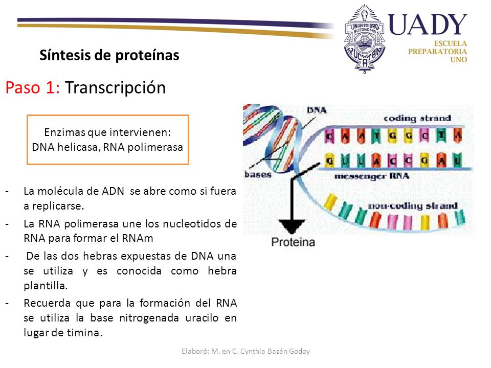 Paso 1: Transcripción Síntesis de proteínas Enzimas que intervienen: