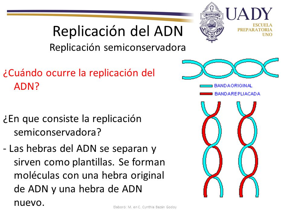 Replicación del ADN Replicación semiconservadora