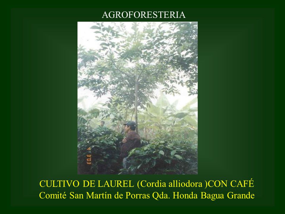 CULTIVO DE LAUREL (Cordia alliodora )CON CAFÉ