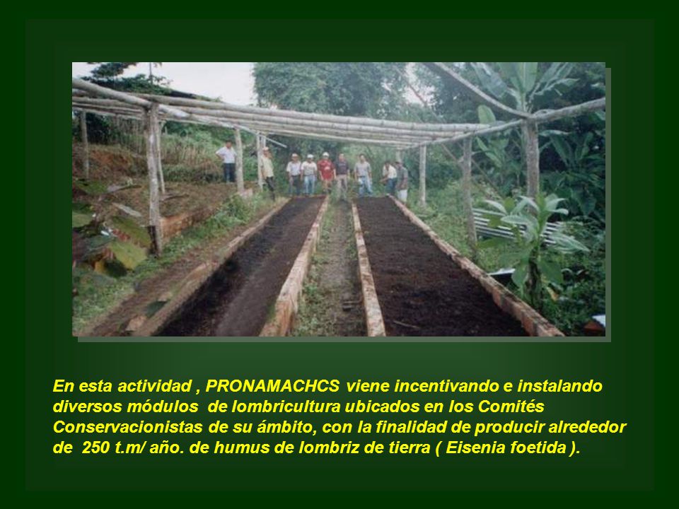 En esta actividad , PRONAMACHCS viene incentivando e instalando diversos módulos de lombricultura ubicados en los Comités Conservacionistas de su ámbito, con la finalidad de producir alrededor de 250 t.m/ año.