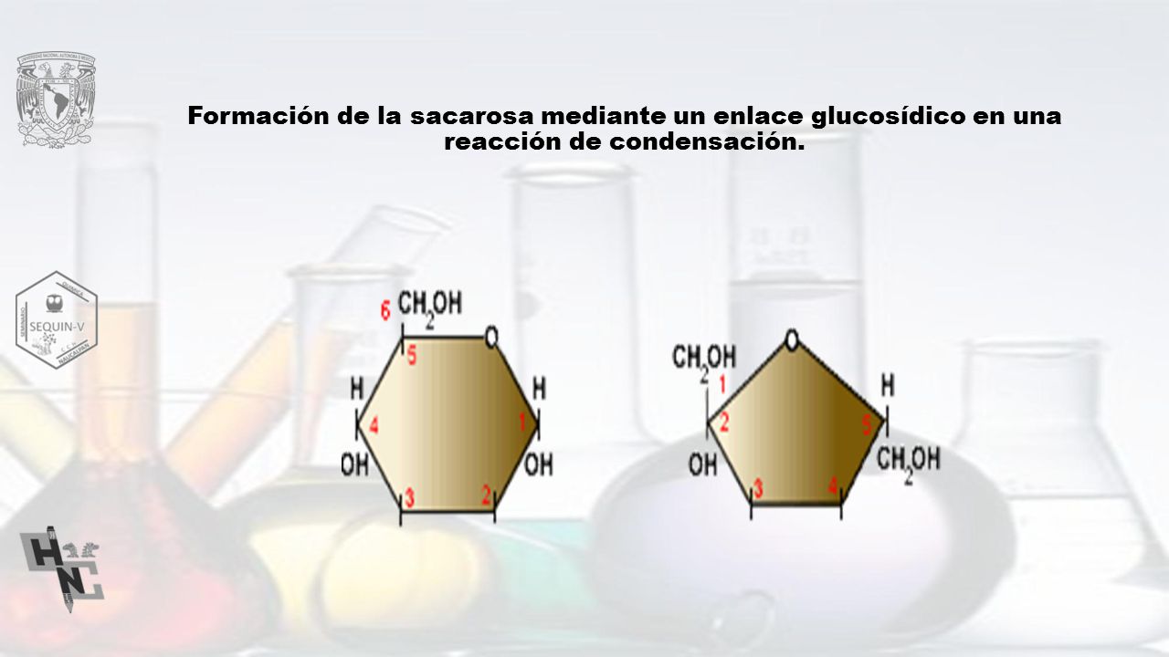 Formación de la sacarosa mediante un enlace glucosídico en una reacción de condensación.