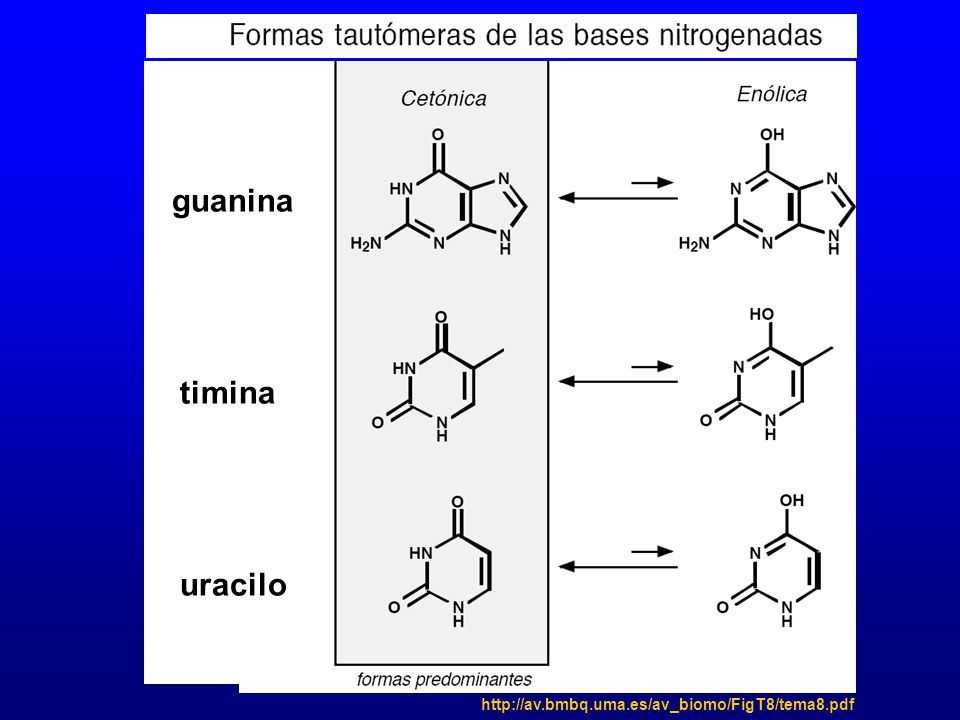 guanina timina uracilo