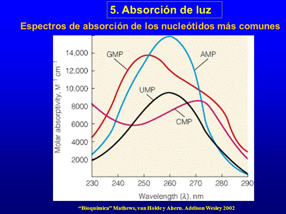 5. Absorción de luz Espectros de absorción de los nucleótidos más comunes.