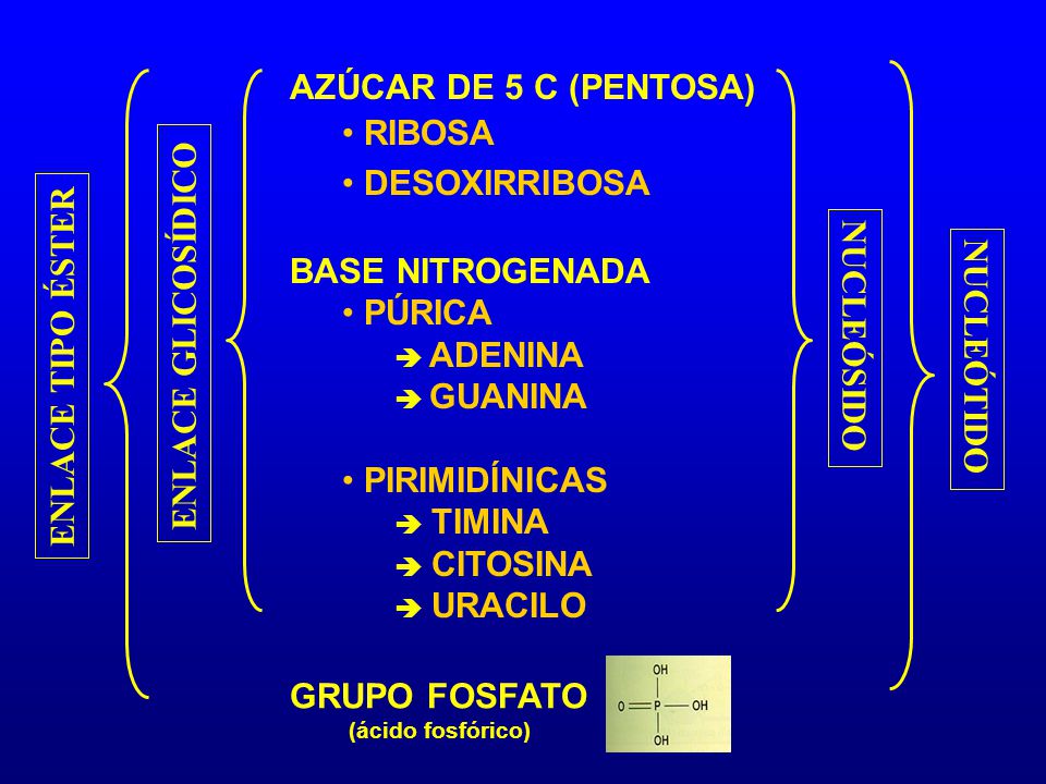AZÚCAR DE 5 C (PENTOSA) RIBOSA DESOXIRRIBOSA BASE NITROGENADA PÚRICA