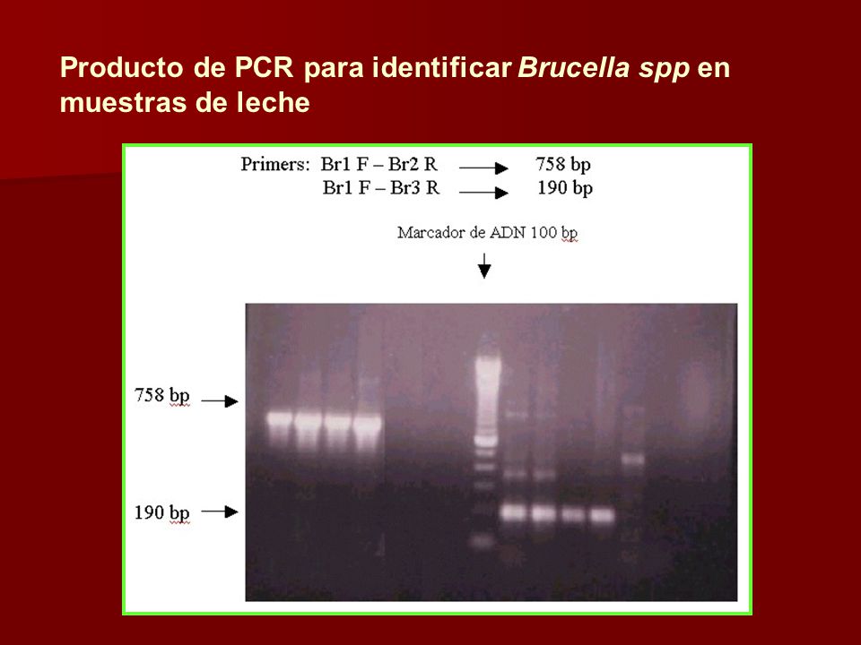 Producto de PCR para identificar Brucella spp en muestras de leche