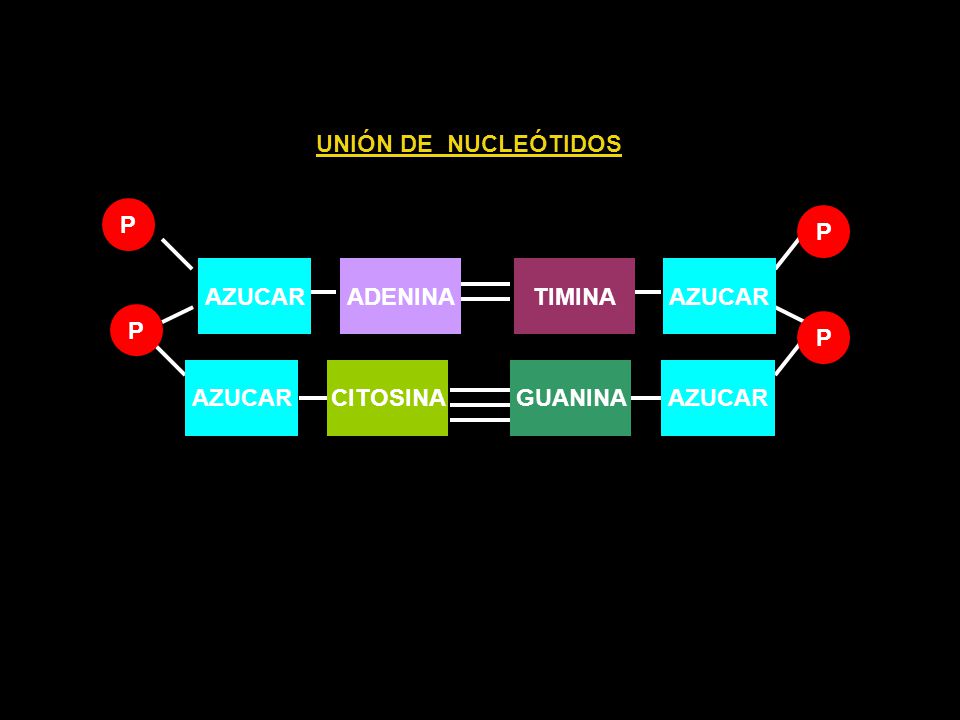UNIÓN DE NUCLEÓTIDOS AZUCAR ADENINA TIMINA P CITOSINA GUANINA