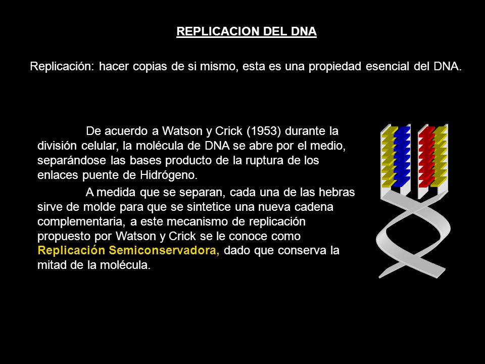 REPLICACION DEL DNA Replicación: hacer copias de si mismo, esta es una propiedad esencial del DNA.