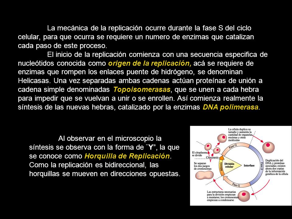 La mecánica de la replicación ocurre durante la fase S del ciclo celular, para que ocurra se requiere un numero de enzimas que catalizan cada paso de este proceso.