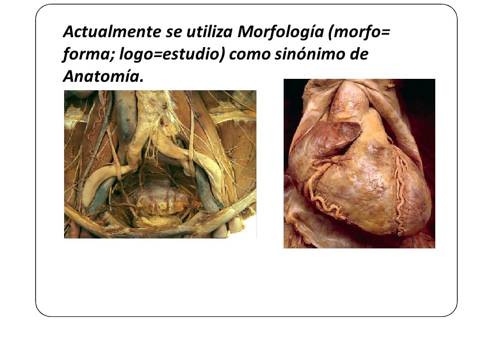 Actualmente se utiliza Morfología (morfo= forma; logo=estudio) como sinónimo de Anatomía.