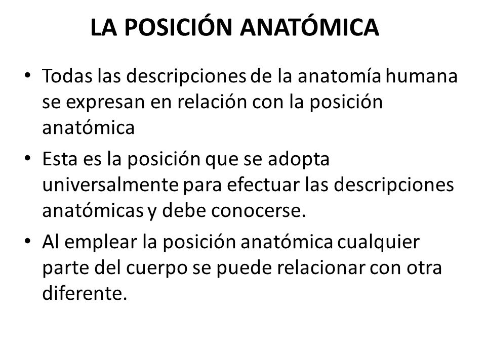LA POSICIÓN ANATÓMICA Todas las descripciones de la anatomía humana se expresan en relación con la posición anatómica.