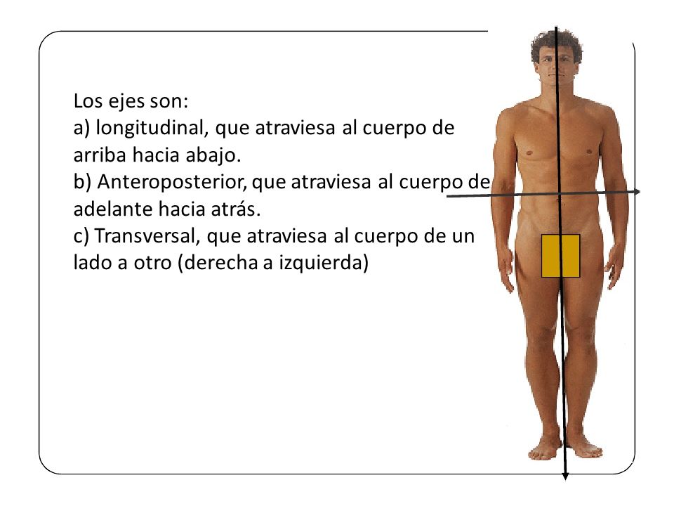 Los ejes son: a) longitudinal, que atraviesa al cuerpo de arriba hacia abajo. b) Anteroposterior, que atraviesa al cuerpo de adelante hacia atrás.