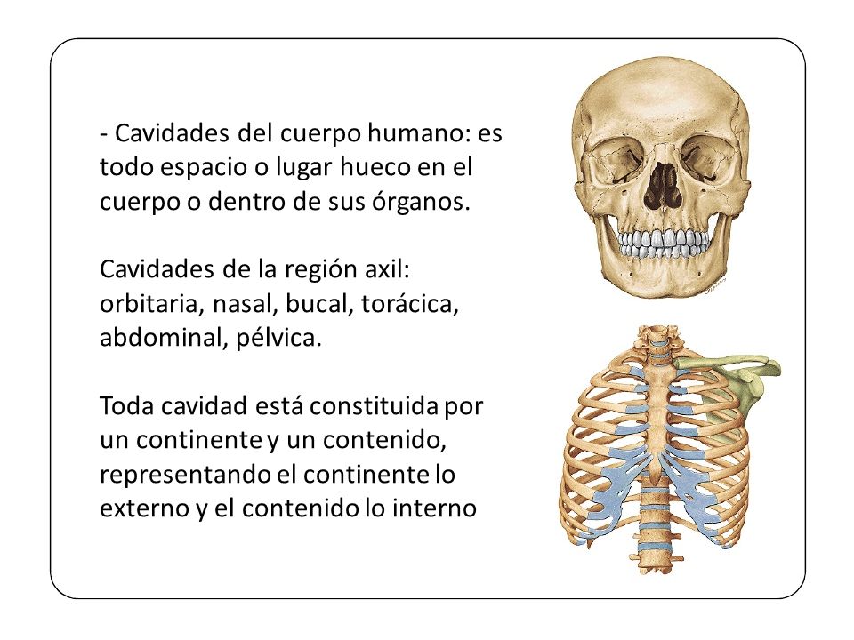 - Cavidades del cuerpo humano: es todo espacio o lugar hueco en el cuerpo o dentro de sus órganos.