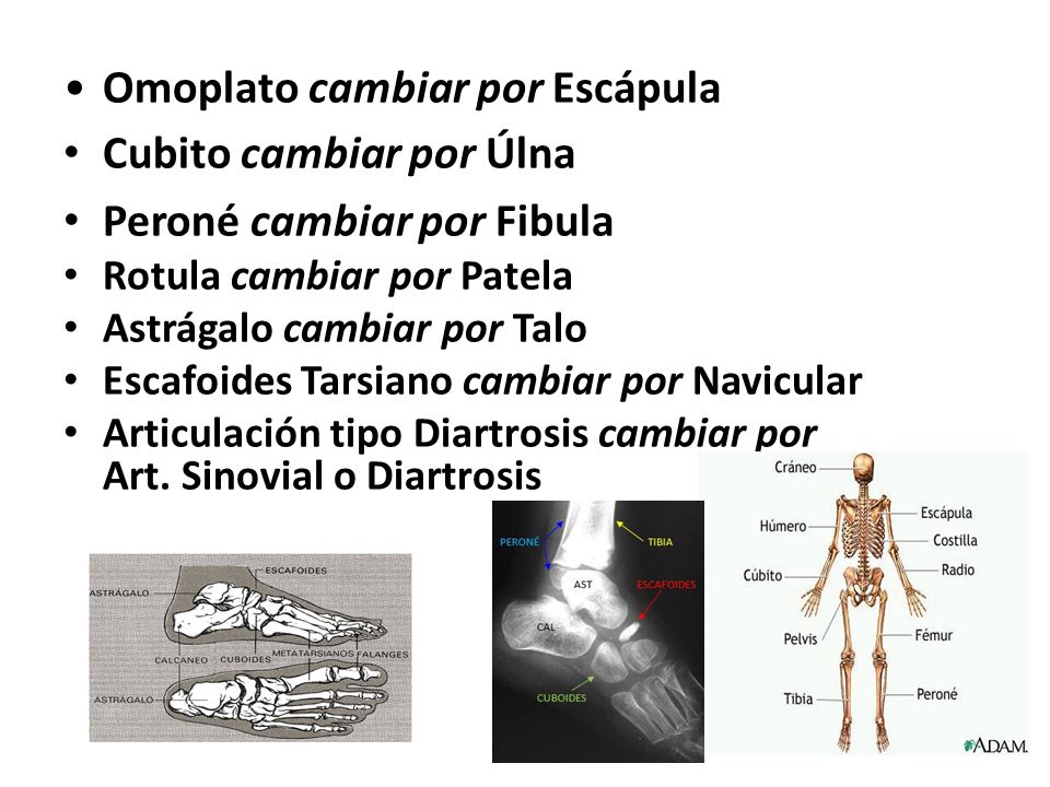 Omoplato cambiar por Escápula Cubito cambiar por Úlna