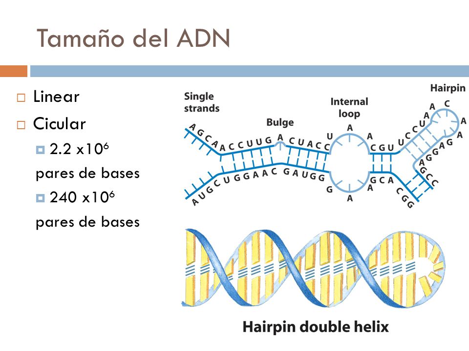 Tamaño del ADN Linear Cicular 2.2 x106 pares de bases 240 x106