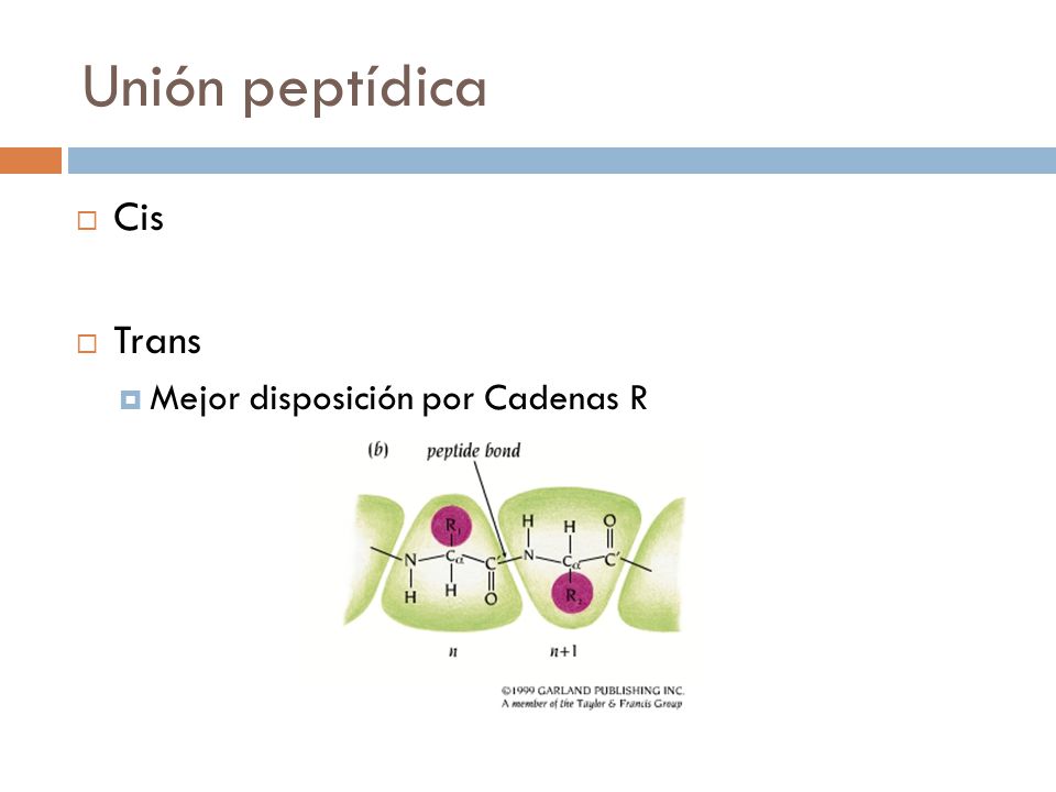 Unión peptídica Cis Trans Mejor disposición por Cadenas R