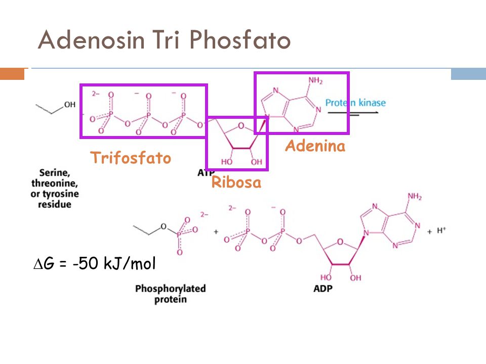 Adenosin Tri Phosfato Adenina Trifosfato Ribosa DG = -50 kJ/mol