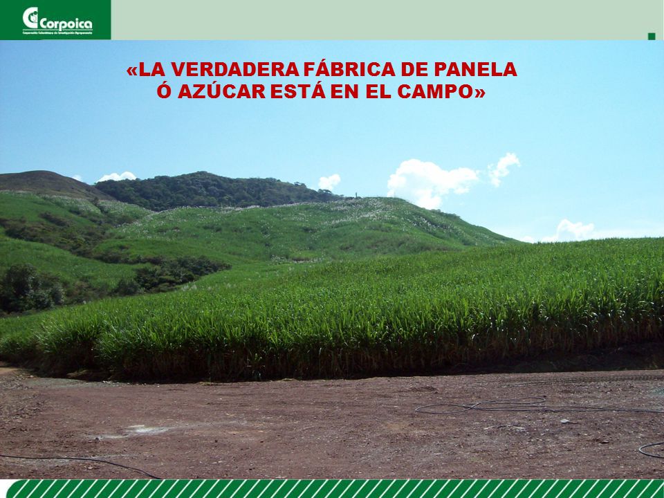 «LA VERDADERA FÁBRICA DE PANELA Ó AZÚCAR ESTÁ EN EL CAMPO»