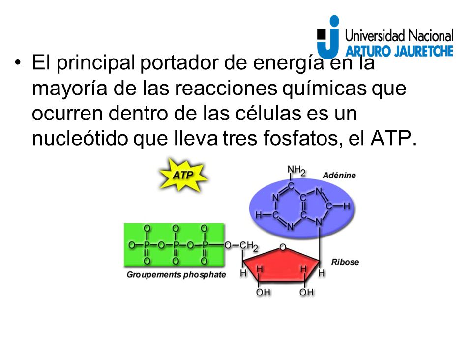 El principal portador de energía en la mayoría de las reacciones químicas que ocurren dentro de las células es un nucleótido que lleva tres fosfatos, el ATP.