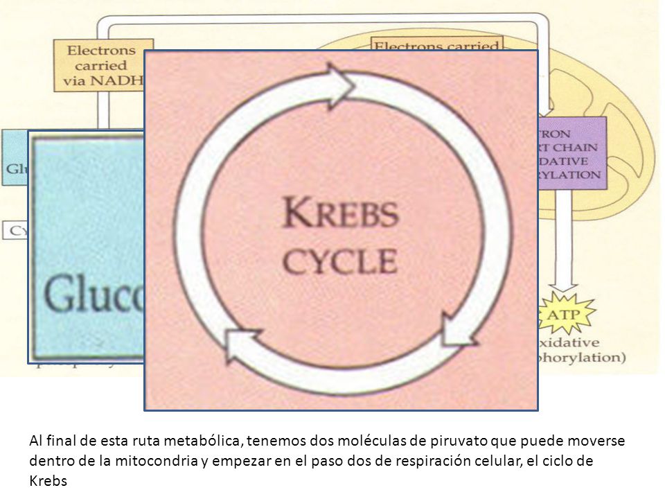 Al final de esta ruta metabólica, tenemos dos moléculas de piruvato que puede moverse dentro de la mitocondria y empezar en el paso dos de respiración celular, el ciclo de Krebs