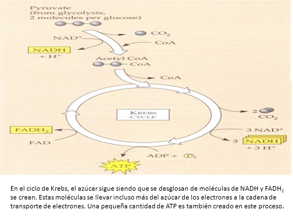 En el ciclo de Krebs, el azúcar sigue siendo que se desglosan de moléculas de NADH y FADH2 se crean.