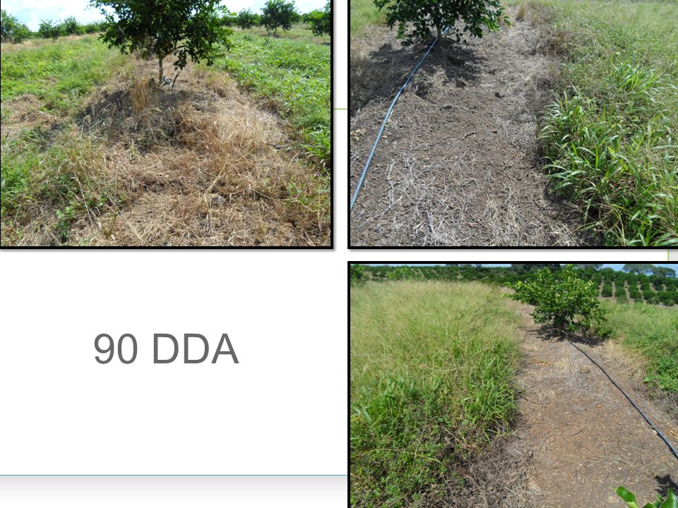 90 DDA