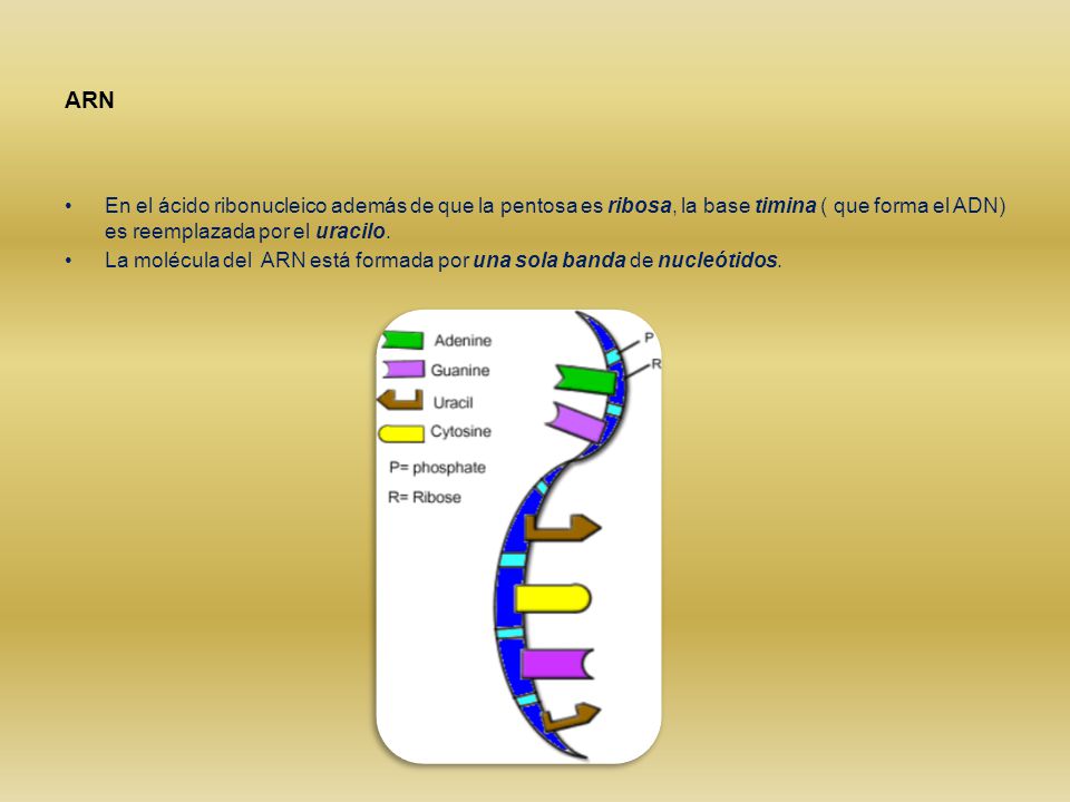 ARN En el ácido ribonucleico además de que la pentosa es ribosa, la base timina ( que forma el ADN) es reemplazada por el uracilo.