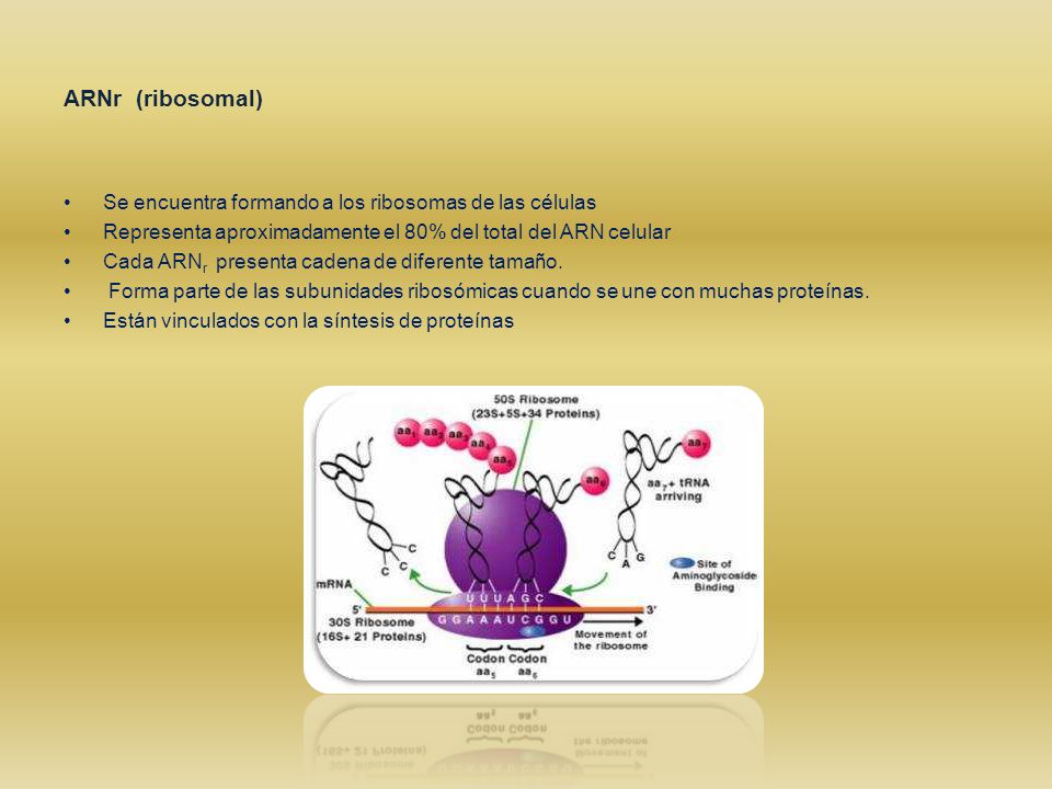 ARNr (ribosomal) Se encuentra formando a los ribosomas de las células