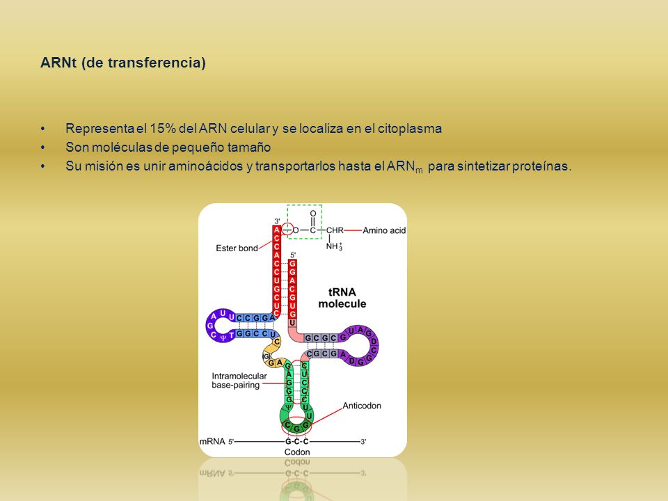 ARNt (de transferencia)