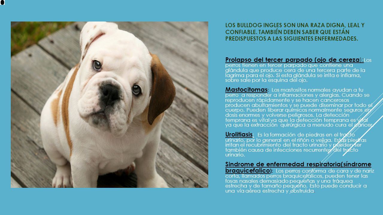 Los Bulldog Ingles son una raza digna, leal y confiable