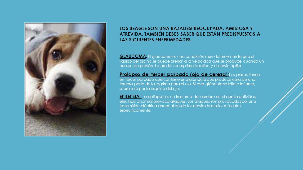 LOS BEAGLE SON UNA RAZADESPREOCUPADA, AMISTOSA Y ATREVIDA