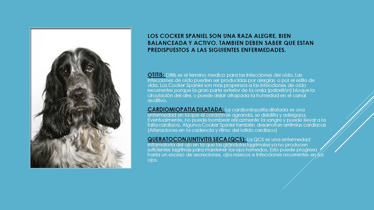 LOS COCKER SPANIEL SON UNA RAZA ALEGRE, BIEN BALANCEADA Y ACTIVO