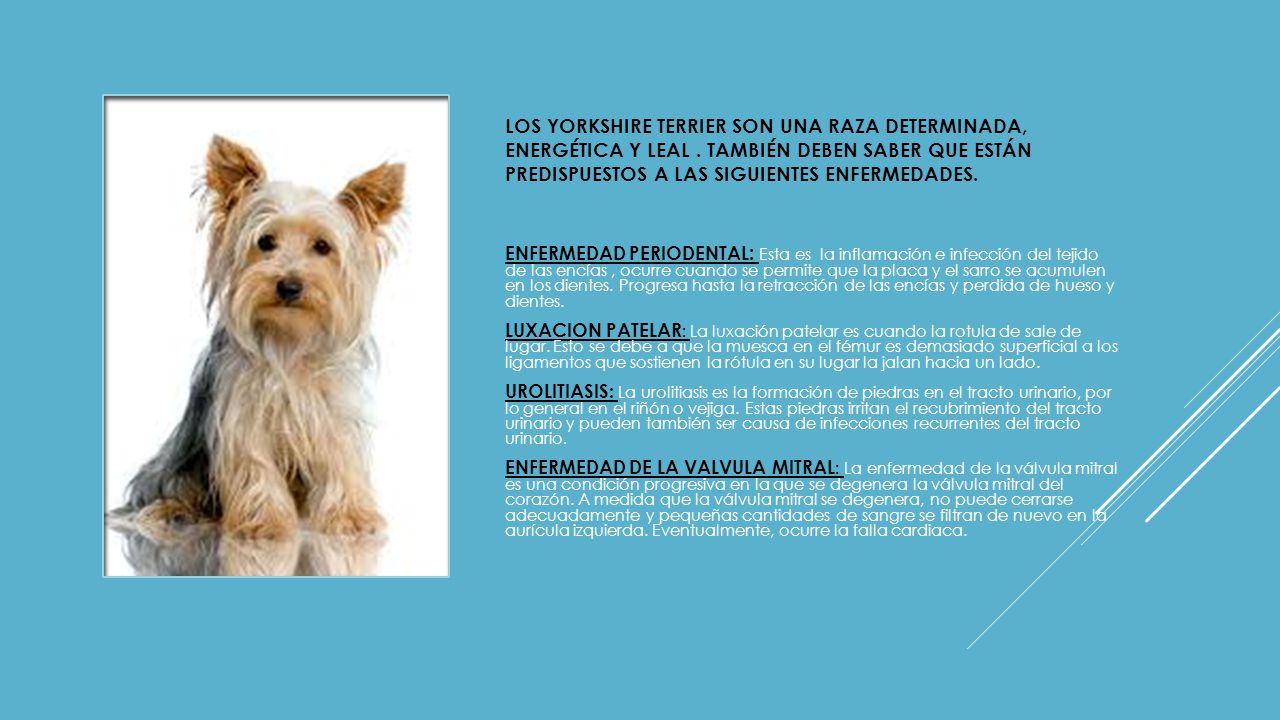 Los yorkshire terrier son una raza determinada, energética y leal