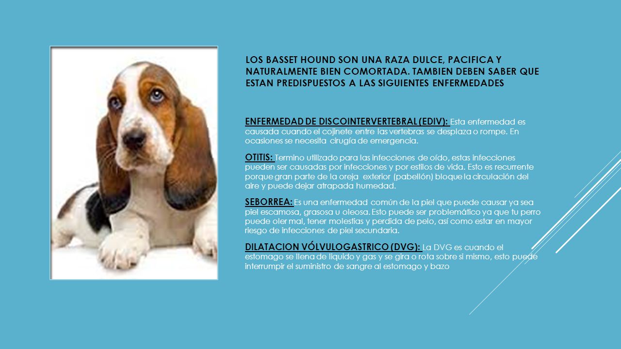 LOS BASSET HOUND SON UNA RAZA DULCE, PACIFICA Y NATURALMENTE BIEN COMORTADA. TAMBIEN DEBEN SABER QUE ESTAN PREDISPUESTOS A LAS SIGUIENTES ENFERMEDADES