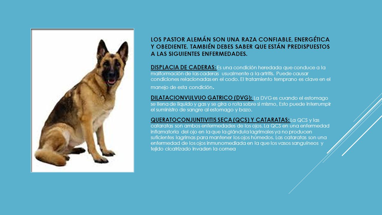 Los pastor alemán son una raza confiable, energética y obediente
