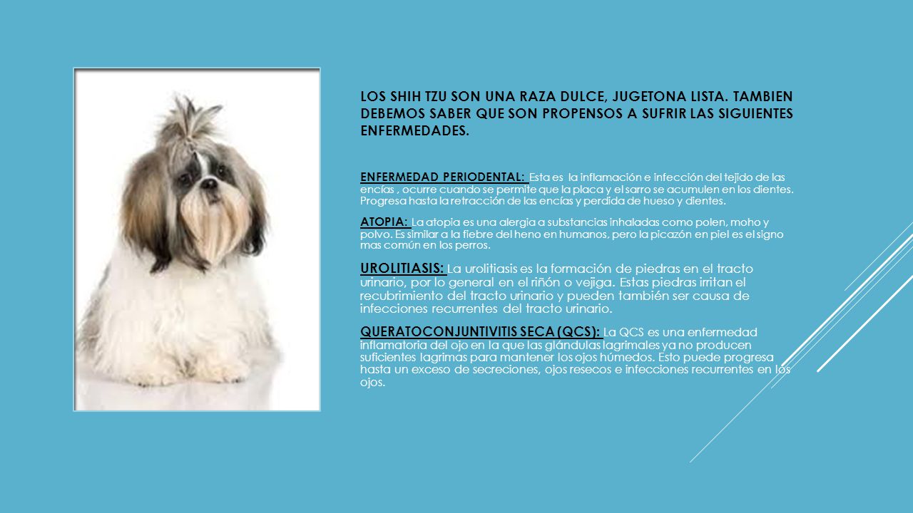 LOS SHIH TZU SON UNA RAZA DULCE, JUGETONA LISTA