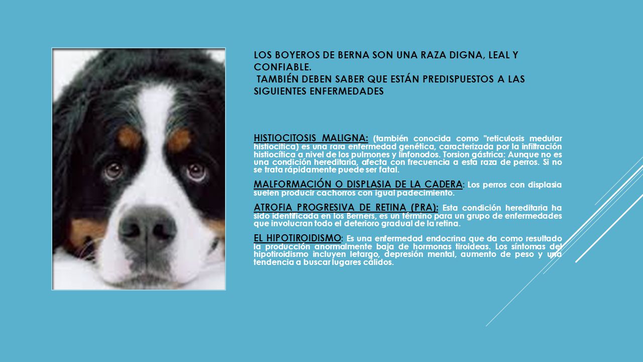 Los Boyeros de berna son una raza digna, leal y confiable