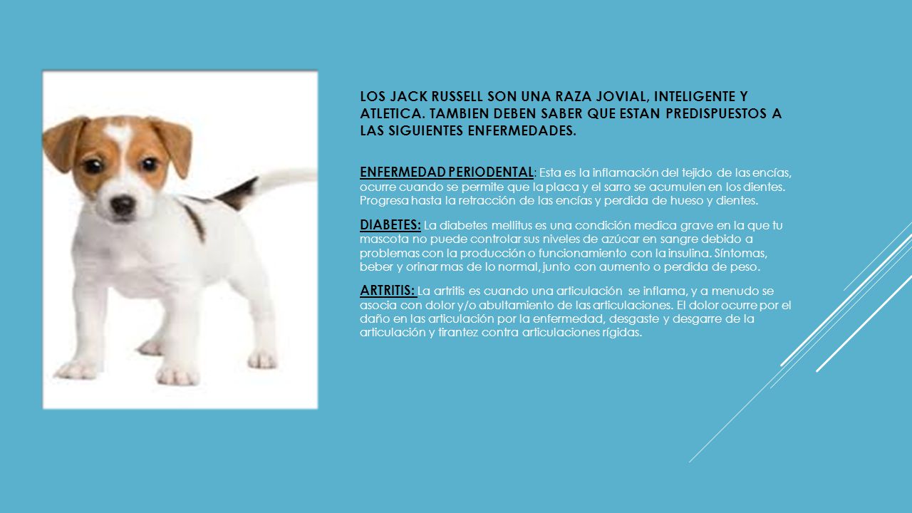 Los JACK RUSSELL SON UNA RAZA JOVIAL, INTELIGENTE Y ATLETICA