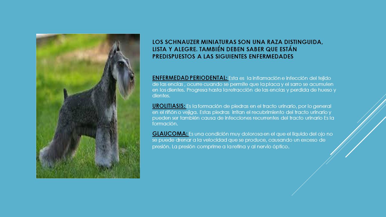 Los schnauzer miniaturas son una raza distinguida, lista y alegre