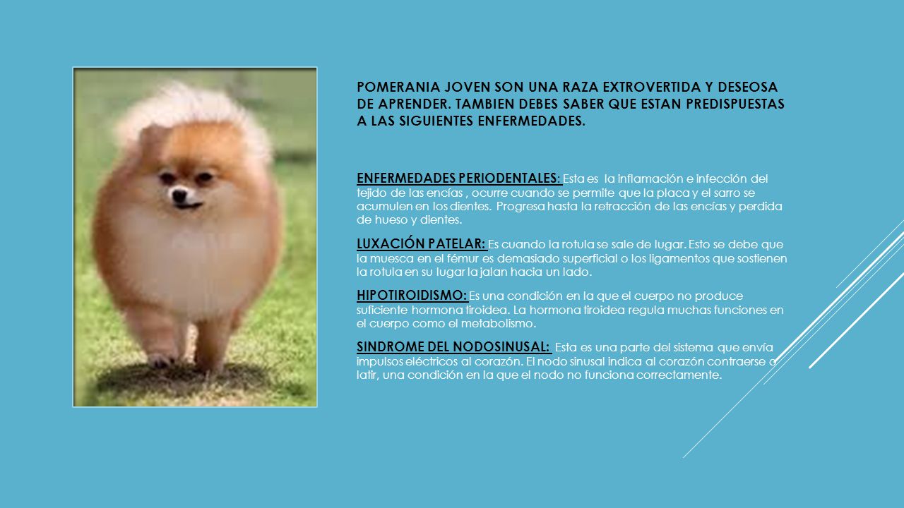 POMERANIA JOVEN SON UNA RAZA EXTROVERTIDA Y DESEOSA DE APRENDER