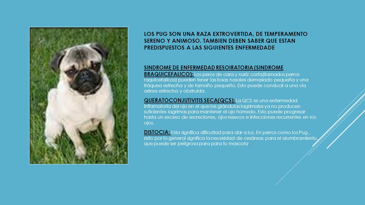 LOS PUG SON UNA RAZA EXTROVERTIDA, DE TEMPERAMENTO SERENO Y ANIMOSO
